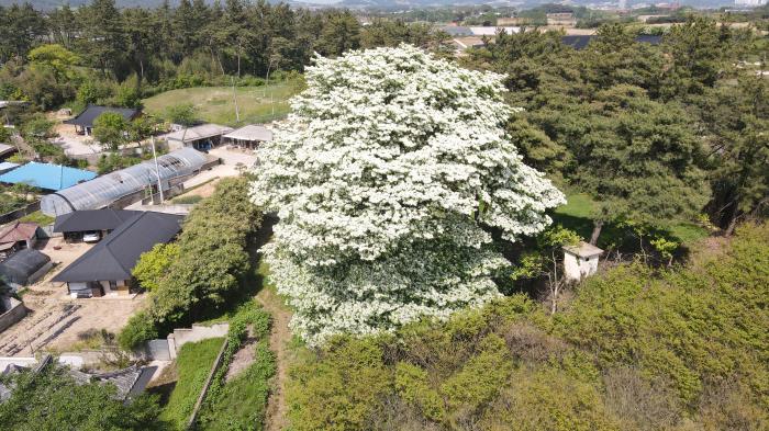 전북자치도 ‘2025 올해의 나무’ 고창군 이팝나무 선정 기사 이미지