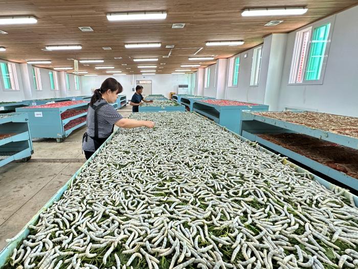 전북농기원 "봄철 누에씨, 때맞춰 드립니다" 기사 이미지