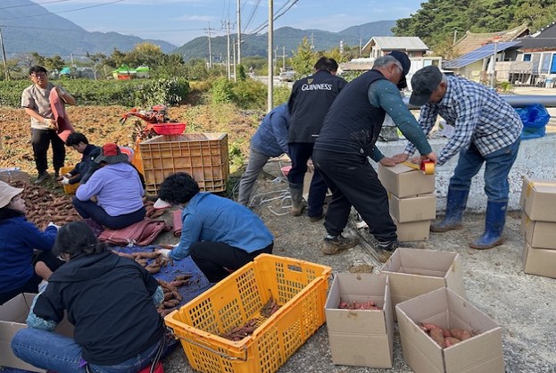 정읍 내장상동, '행복나눔 텃밭' 고구마 550kg 수확… 이웃사랑 실천 기사 이미지