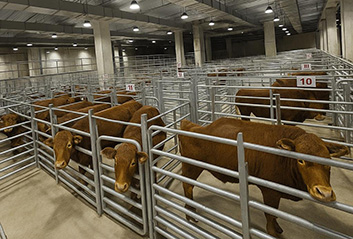 익산 축산물도매시장 '부활' 전북 축산 유통축 재가동 기사 이미지