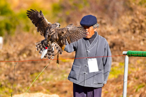 진안군, 전북특별자치도 무형유산 ‘매사냥’ 공개시연회 개최 기사 이미지