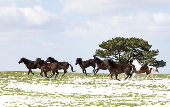 전북도, 농식품부 ‘말 보호시설 운영’ 전국 최초 공모 선정 기사 이미지