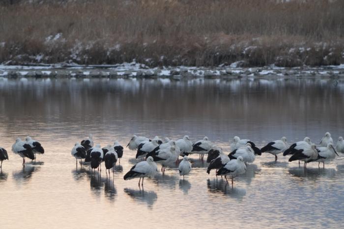 “역대급 황새 떼 해리천에!” 고창 해리천, 황새들의 겨울집 되다 기사 이미지