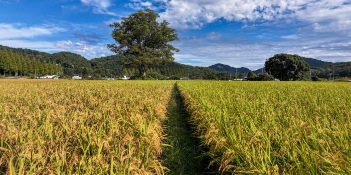 순창군 태이친환경영농조합법인, 제주도 학교급식 쌀 공급 선정 기사 이미지