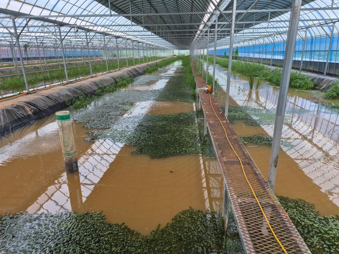 전북도·국립생태원, ‘녹조 사료’ 토하 친환경 양식 특허 3건 출원 기사 이미지