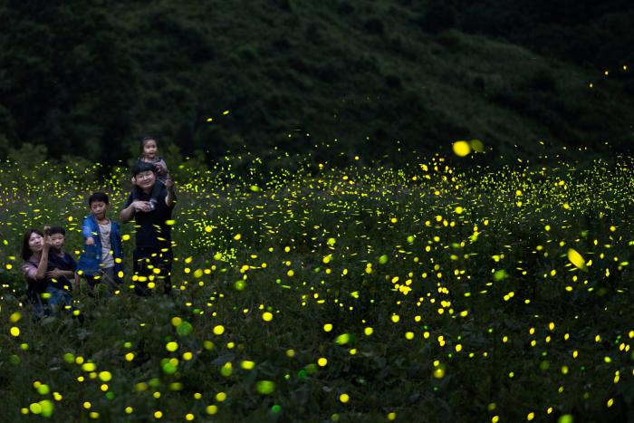 무주반딧불축제, ‘제2기 로컬100’ 최종 선정 기사 이미지