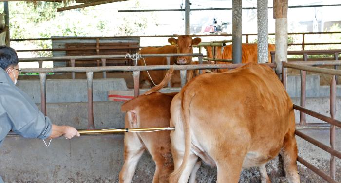 임실군, 소·염소 구제역 백신 일제접종 15일까지 실시 기사 이미지