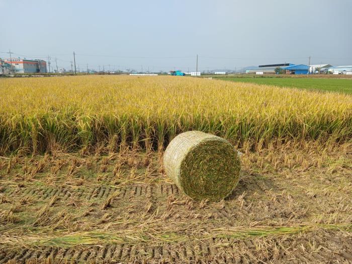 전북 논 하계조사료 재배 지원 확대…쌀 과잉·사료비 부담 잡는다 기사 이미지