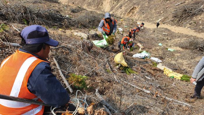 임실군 봄철 조림사업 본격 추진 기사 이미지