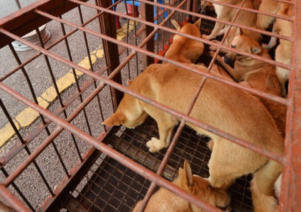 전북도, 478억 투입 동물복지 5개년 계획 추진 기사 이미지