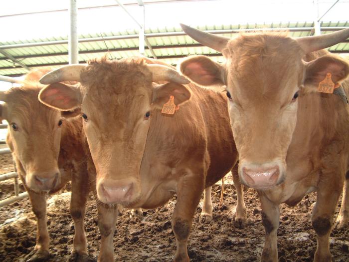 전북도 ‘데이터 개량’ 고능력 한우 성과 입증 기사 이미지