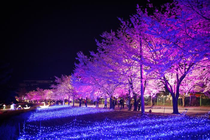 “봄, 봄, 봄” 다시 피어난 설렘… ‘제4회 고창 벚꽃축제’ 기사 이미지