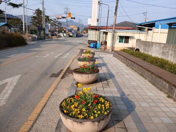 임실 청웅면 봄맞이 도로변 꽃길 조성 기사 이미지