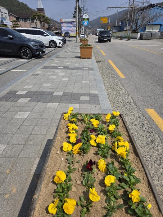 임실군 강진면, 봄꽃 식재로 생기 넘치는 거리 조성 기사 이미지