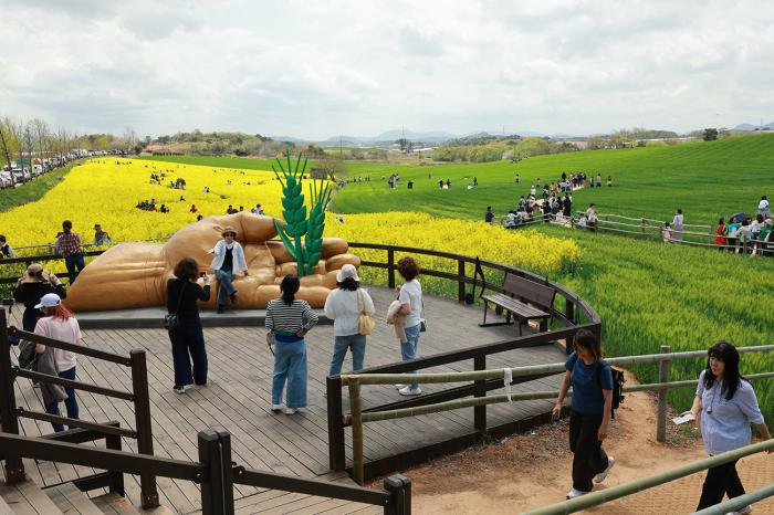 제23회 고창 청보리밭축제, 이번주 토요일 개막 기사 이미지