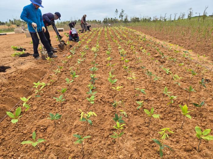 탄소흡수원 확충으로 새만금 ‘그린 카본’ 저장 기반 구축 기사 이미지
