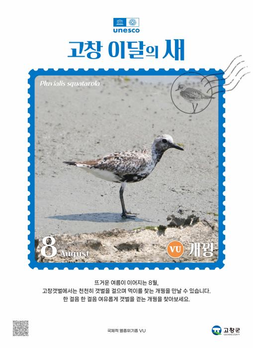 고창군, 8월 ‘고창갯벌 이달의 새’로 ‘개꿩’ 선정 기사 이미지