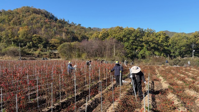 진안군 정천면, 일손 부족 고추농가 찾아 구슬땀 기사 이미지